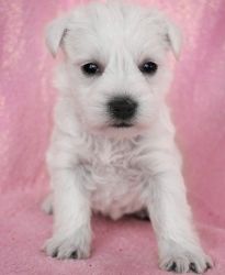 CKC Registered White Male Miniature Schnauzer Puppies
