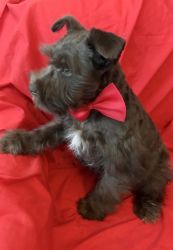 Miniature’s Schnauzers puppies Available .9 wk old Ready 2 chocolate