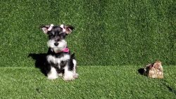 Female Mini Schnauzer Puppy
