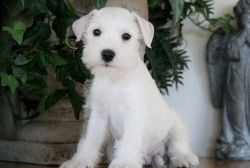 Micro-chipped Male and Female Miniature Schnauzer Puppies