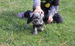Home Raised Miniature Schnauzer puppies