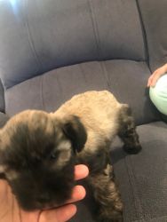 Miniature schnauzer puppies for sale