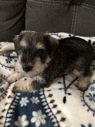 Schnauzers puppies for sale