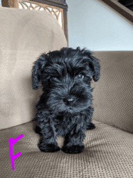 AKC Miniature Schnauzer Puppies for Sale