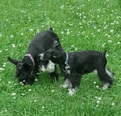 Mini Schnauzer pups