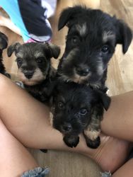Sweet miniature schnauzer puppies