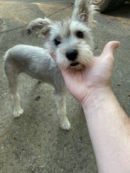 Selling my 6 month old mini schnauzer