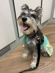 One-year-old miniature schnauzer for sale