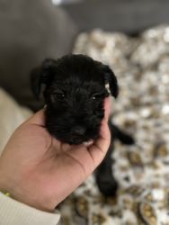 8 week old puppy Athena