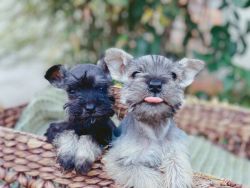 Miniature Schnauzer babie for sell