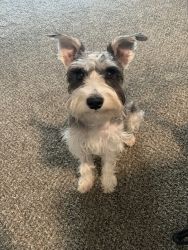 Schnauzer In Need of Home