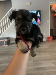 Miniature Schnauzer looking for His new home