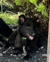 Huskypoo puppy needs new home!