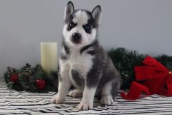 Excellent Trained Ministure Siberian Husky Puppies