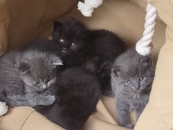 Adorable and cute main coon kittens waiting for new home