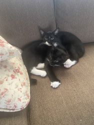 2 black and white male kittens free