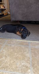 3 month old German shepherd/lab mix puppy for sale
