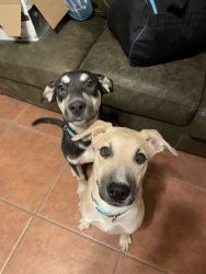 5 Month Old Mixed dogs