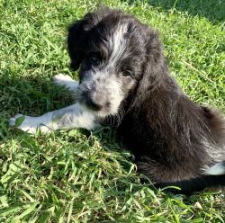 Borderdoodle Puppies for Sale