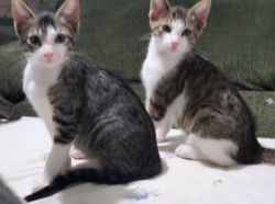 Kittens males & females