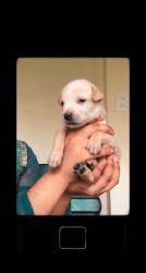 Labrador mixed puppies for sale