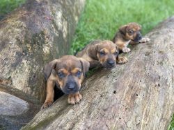 Pit bull/German shepherd Rottweiler mix puppies for sale