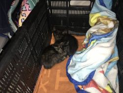 kittens need a home