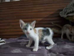 Cute and crazy kittens are available in different colours