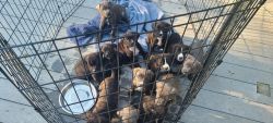 Mastiff lab pitbull mix puppies