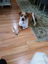 Labrador retriever Beagle and Pointer Mix