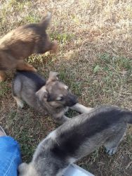 Orphan Puppies Need Loving Home