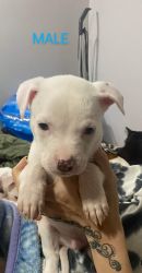 Puppies Looking For A Fur-Ever Home