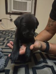 Lab Pitt mix puppies for sale