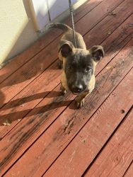 German shepherd mix with pit bull puppy in palm beach county Florida