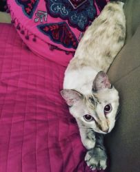 Siamese/Tabby 2 year female cat mix