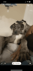 Great Dane/Boxer puppy for sale