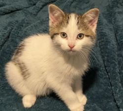 Looking for homes to these five adorable kittens