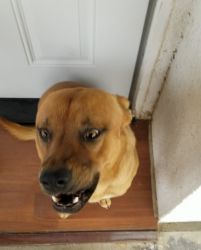 Rehoming 2yr old neutered male dog