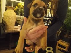 Puppies almost free to good homes! Hound & Bull Terrier mix
