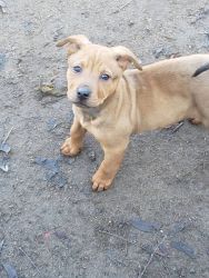 Red nose Pit & chow, akita mix puppies