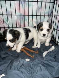 Chihuahua mix pups to be rehomed