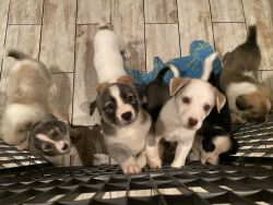 Mixed Breed Puppies for Sale
