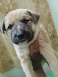 A mixed breed puppy collectively have qualities of kangal and indian d
