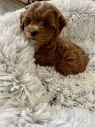Cavapoo puppy for adoption.