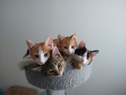 5-month old spayed/neutered kittens