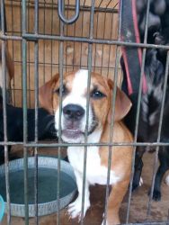 Puppies (5) for Sale