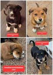 Southern Sweeties Puppies East Texas