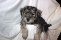 6 Crested Schnauzer ready for forever homes
