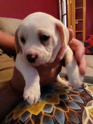 Beagle + Rat Terrier mix 5 puppies for sale