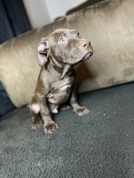 Pit mixed with Lab